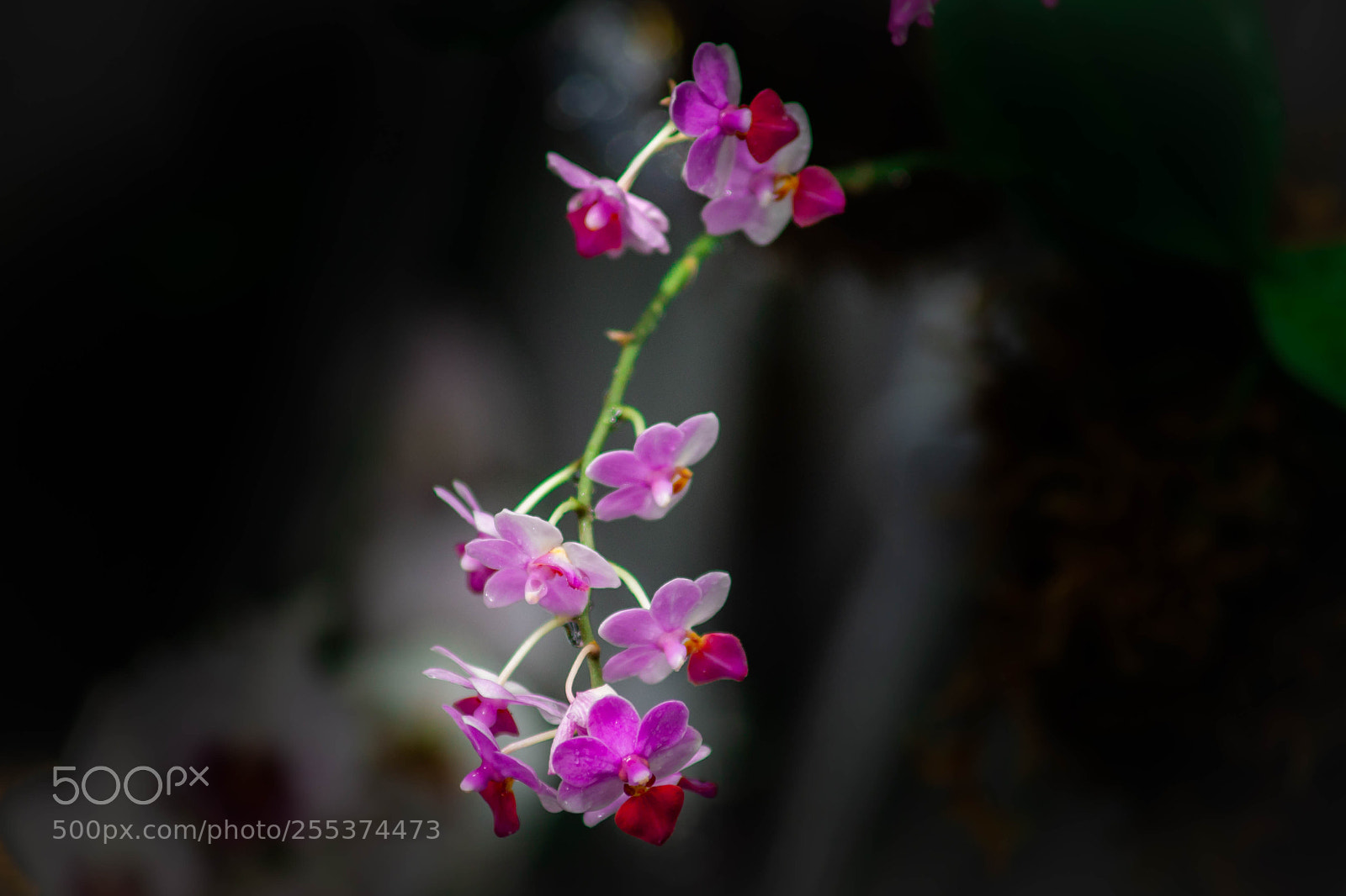 Sony SLT-A99V sample photo. Orchid 2018 (4) photography
