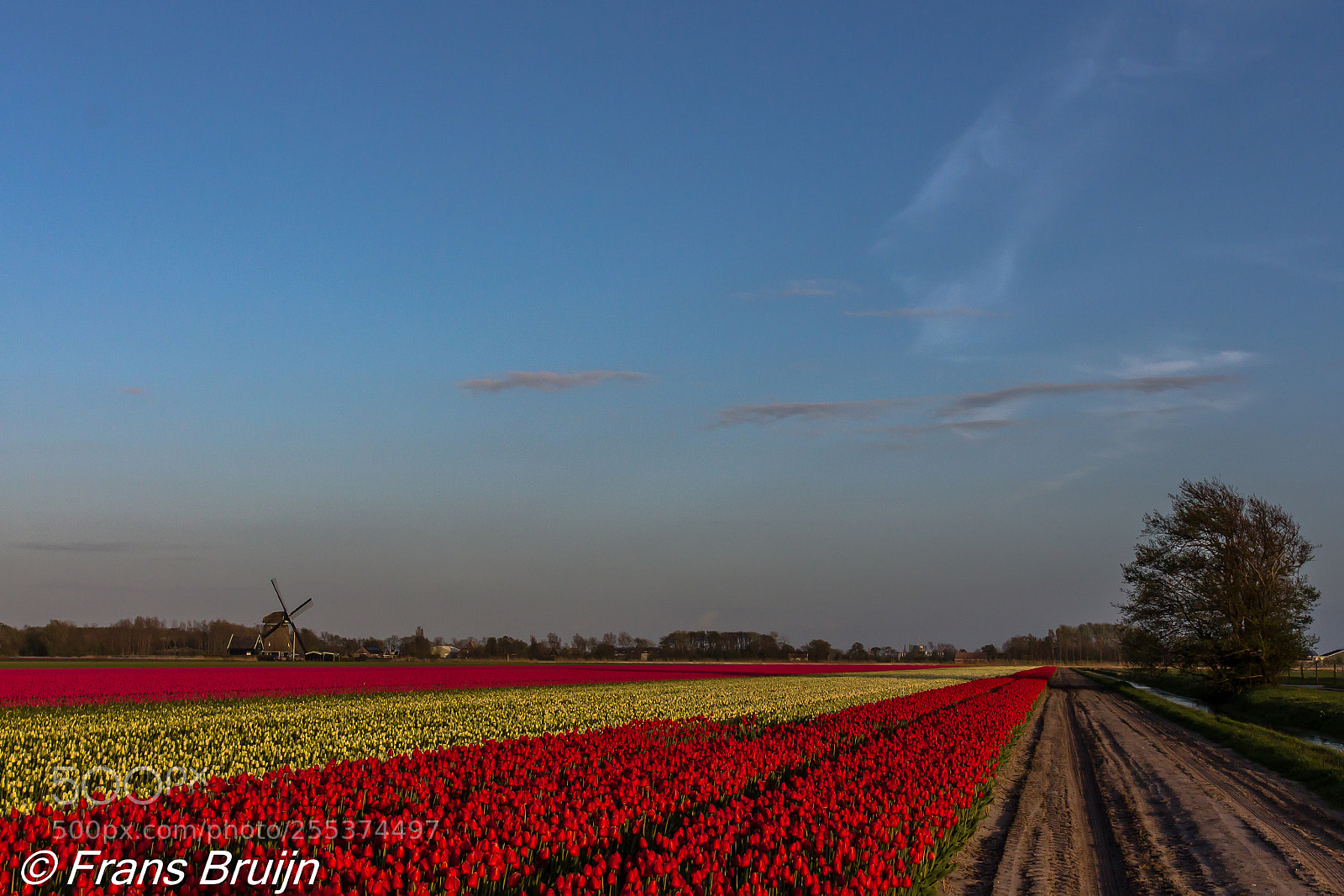 Canon EOS 60D sample photo. Tulpen photography