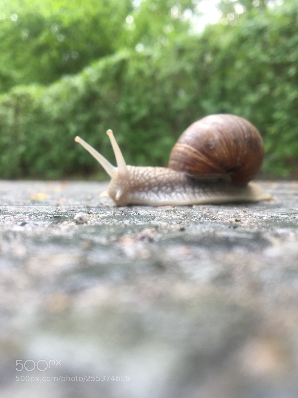 Apple iPhone 6s sample photo. Untitled photography
