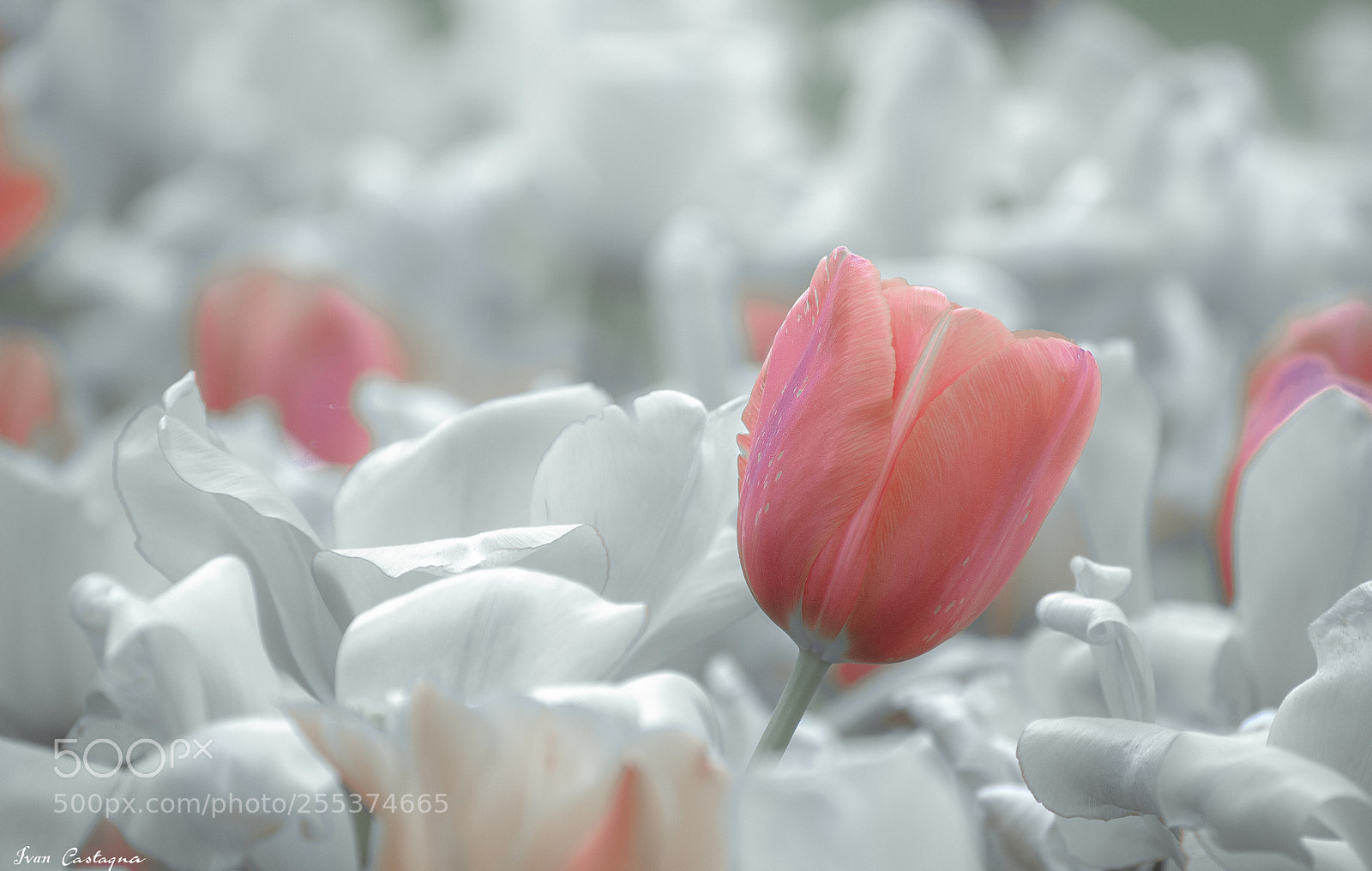 Nikon D7200 sample photo. I am different photography