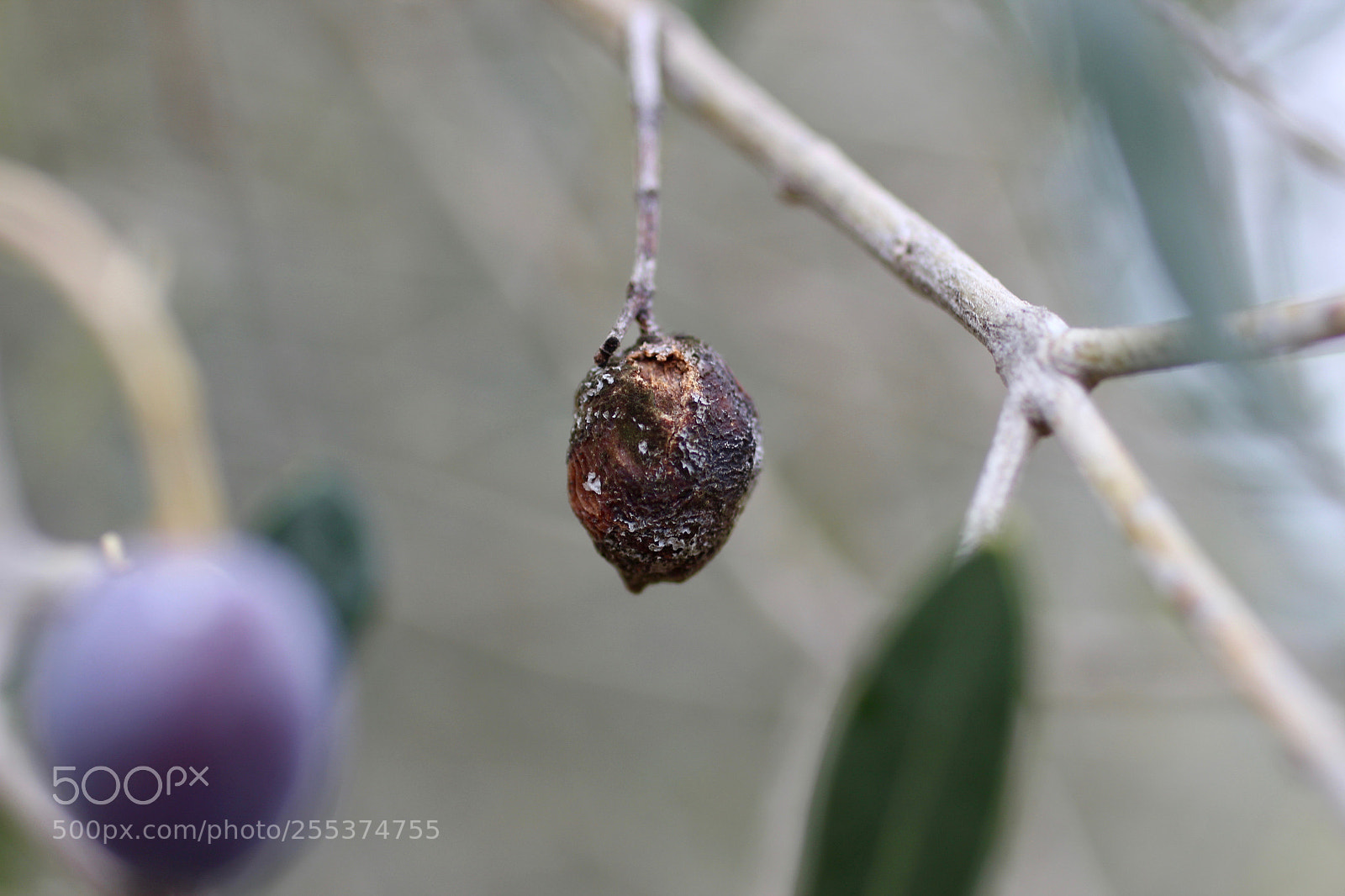 Canon EOS 600D (Rebel EOS T3i / EOS Kiss X5) sample photo. Sad olive photography