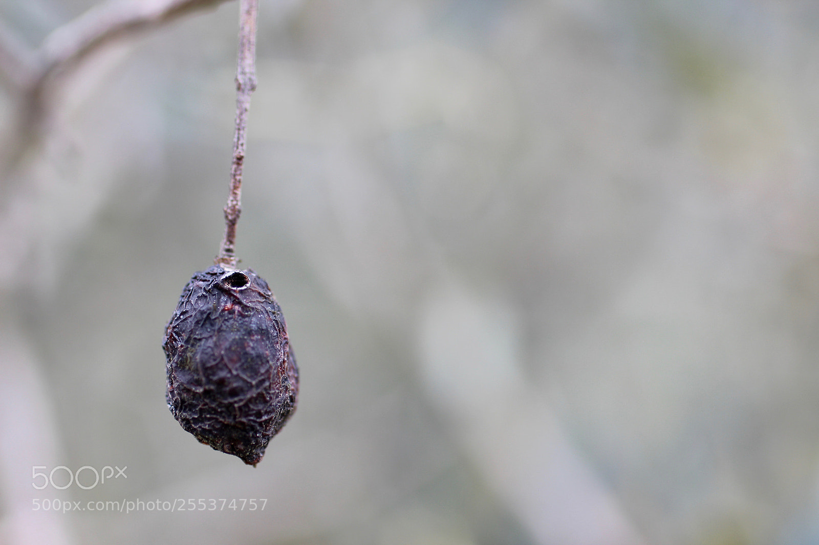 Canon EOS 600D (Rebel EOS T3i / EOS Kiss X5) sample photo. Sad olive photography