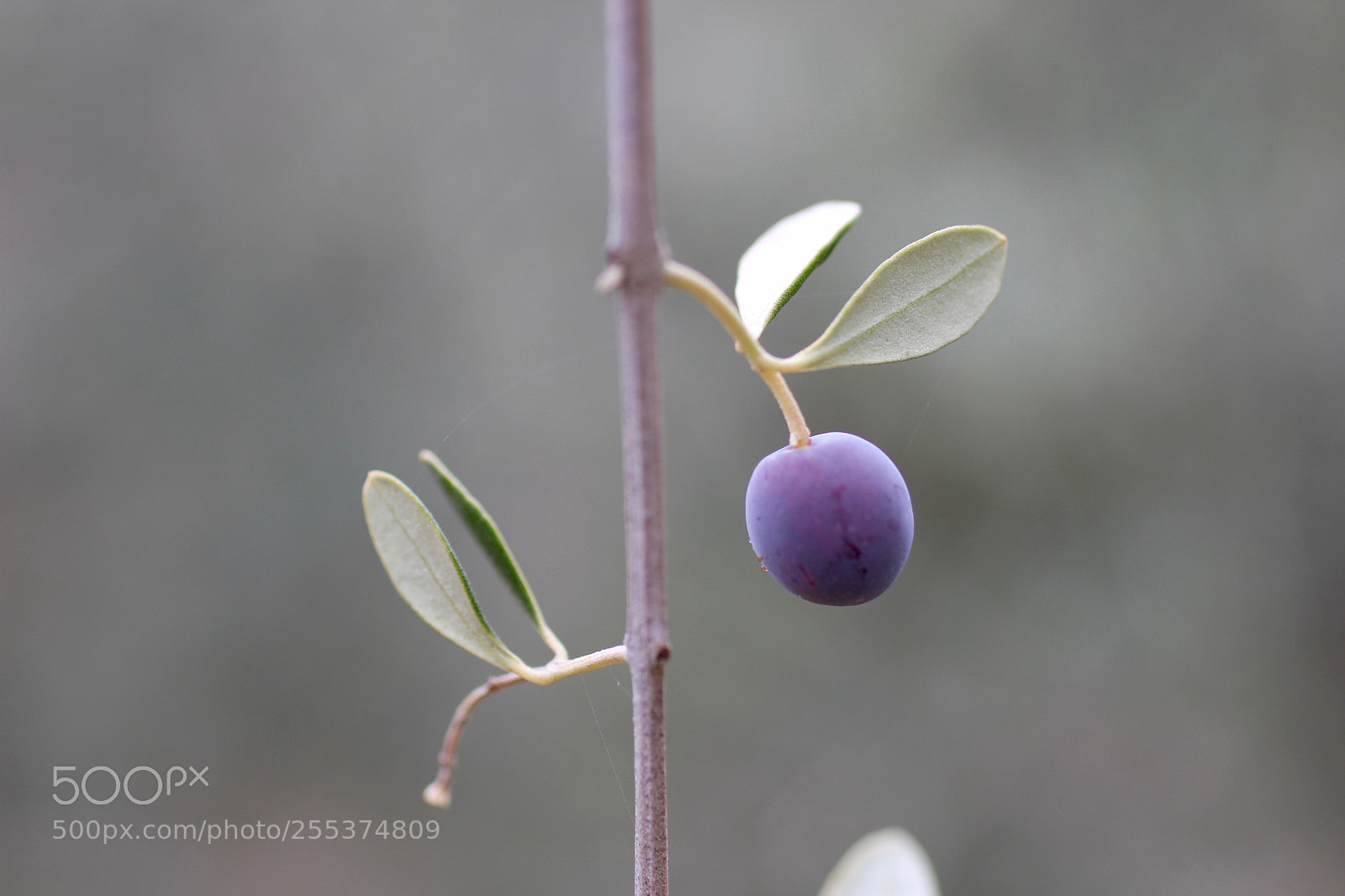 Canon EOS 600D (Rebel EOS T3i / EOS Kiss X5) sample photo. Missing you photography