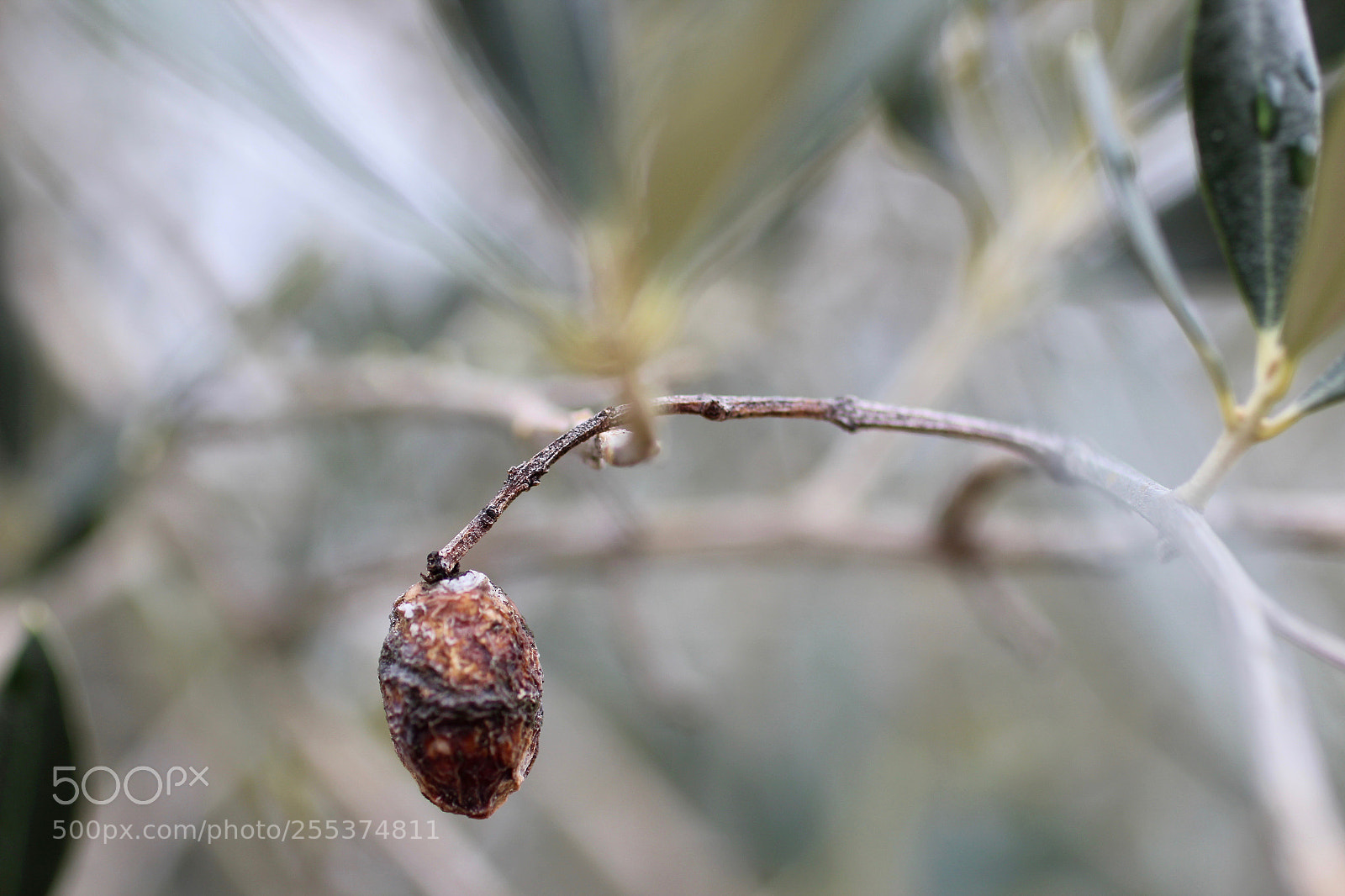 Canon EOS 600D (Rebel EOS T3i / EOS Kiss X5) sample photo. Sad olive photography