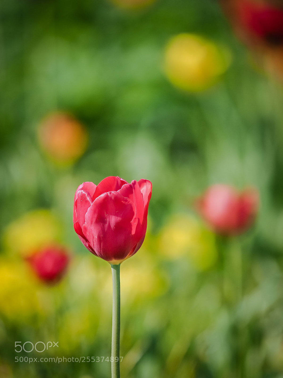 Olympus OM-D E-M1 Mark II sample photo. Tulip photography