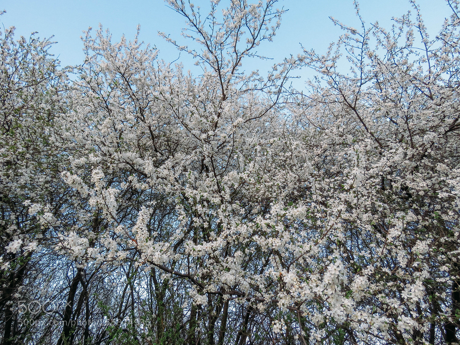 Canon PowerShot SX60 HS sample photo. Blossoming trees in spring photography