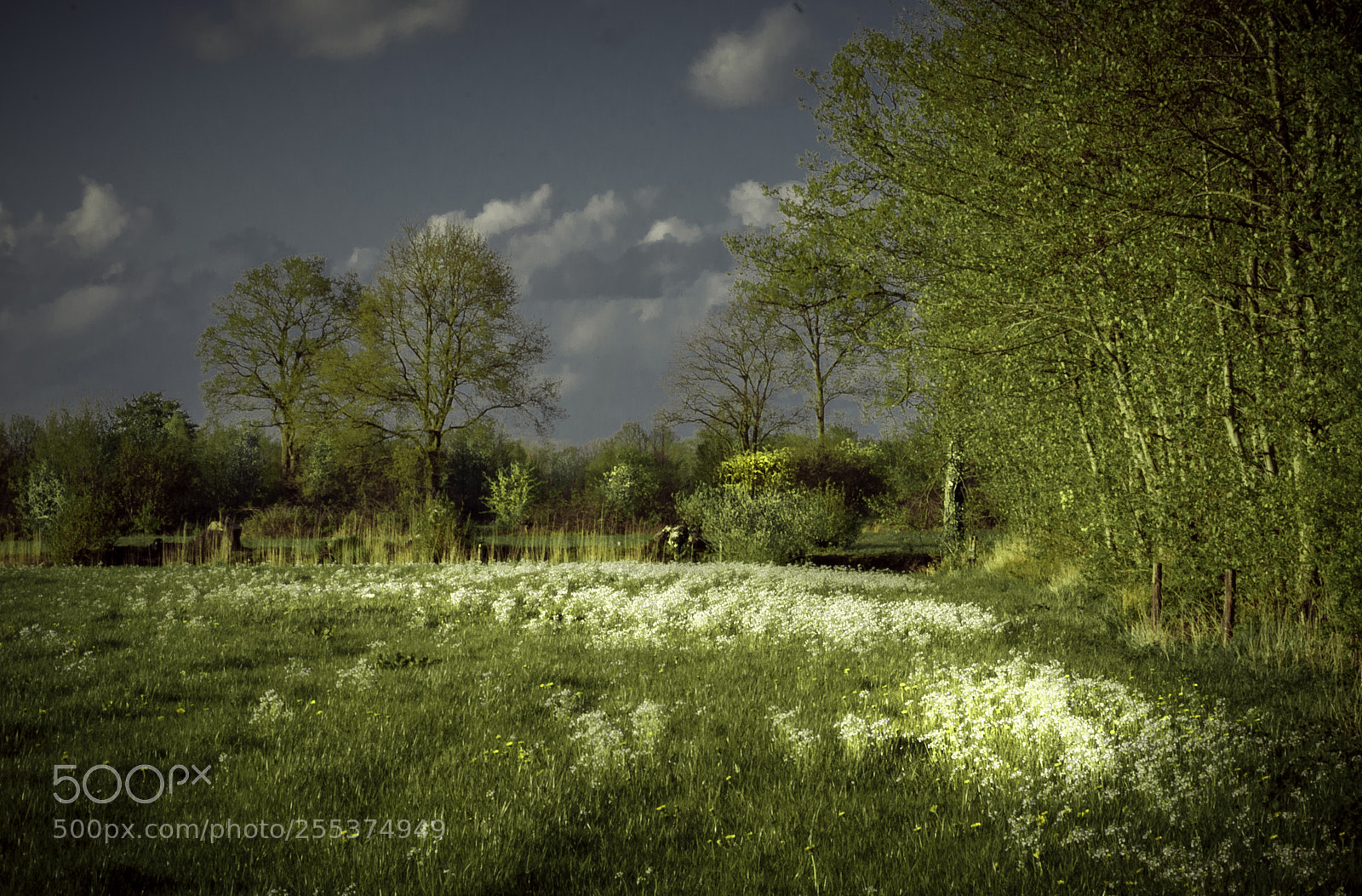 Nikon D5000 sample photo. Field with white flowers photography