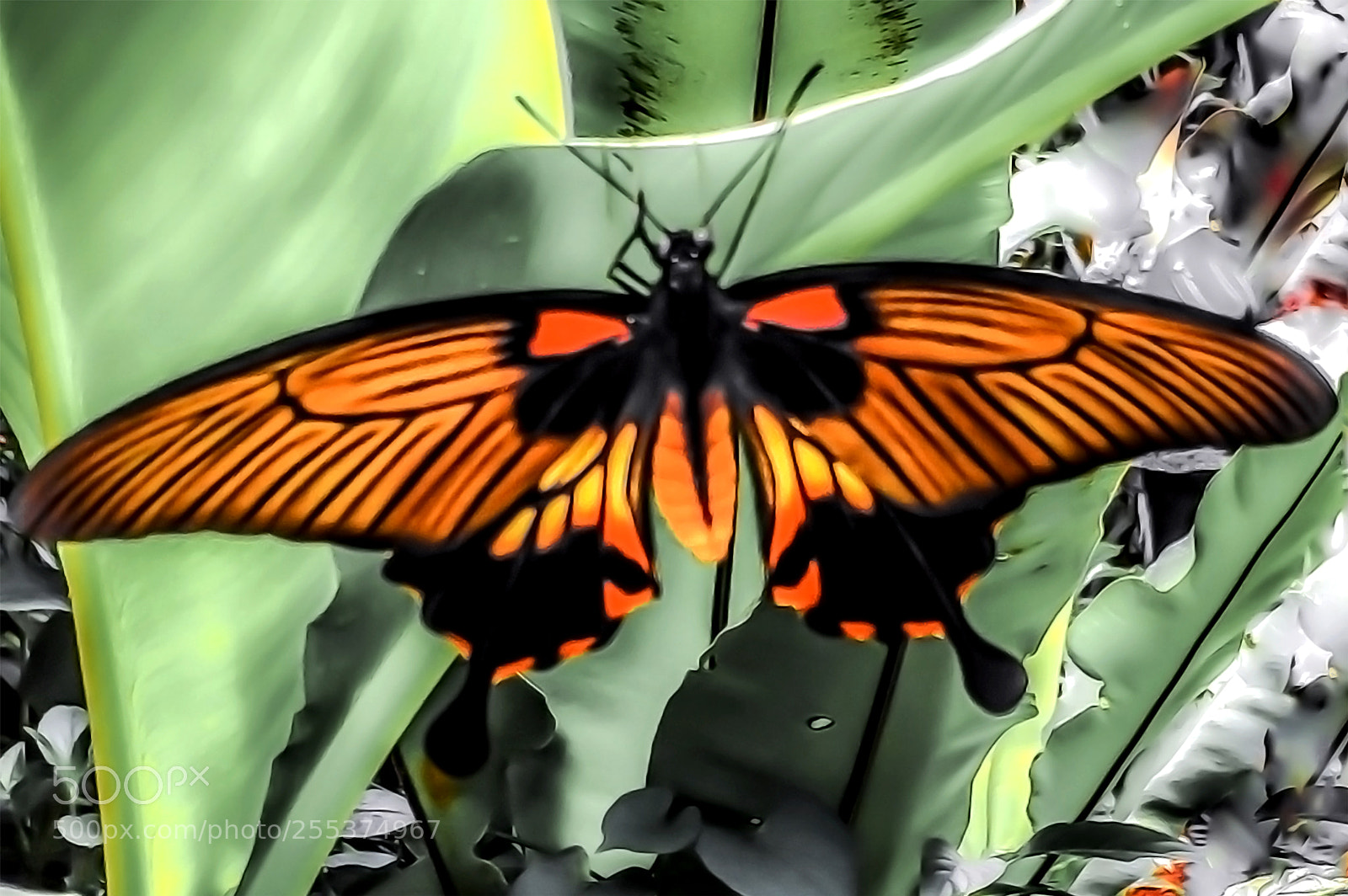 Apple iPhone 6 sample photo. Butterfly on a leaf photography