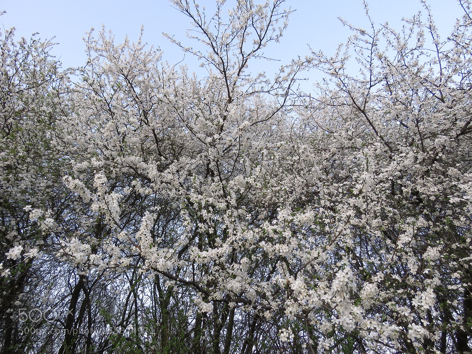Canon PowerShot SX60 HS sample photo. Blossoming trees in spring photography