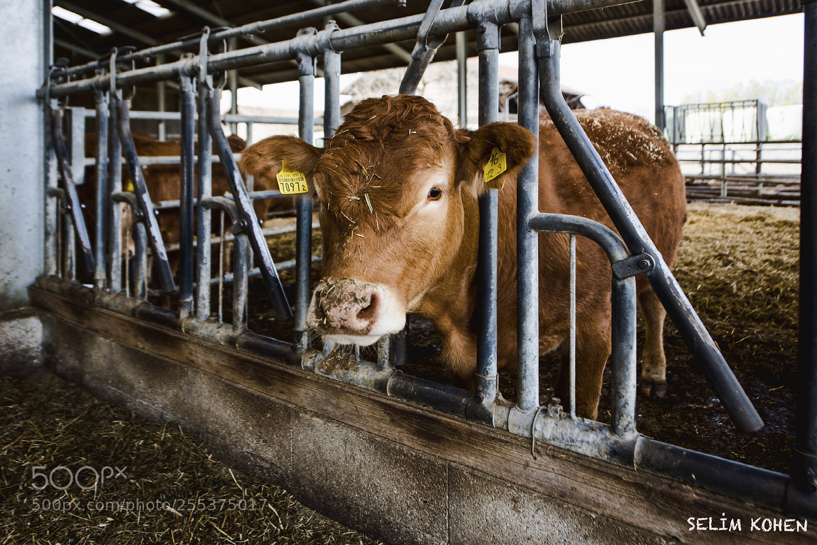 Nikon D810 sample photo. Cow barn in switzerland photography