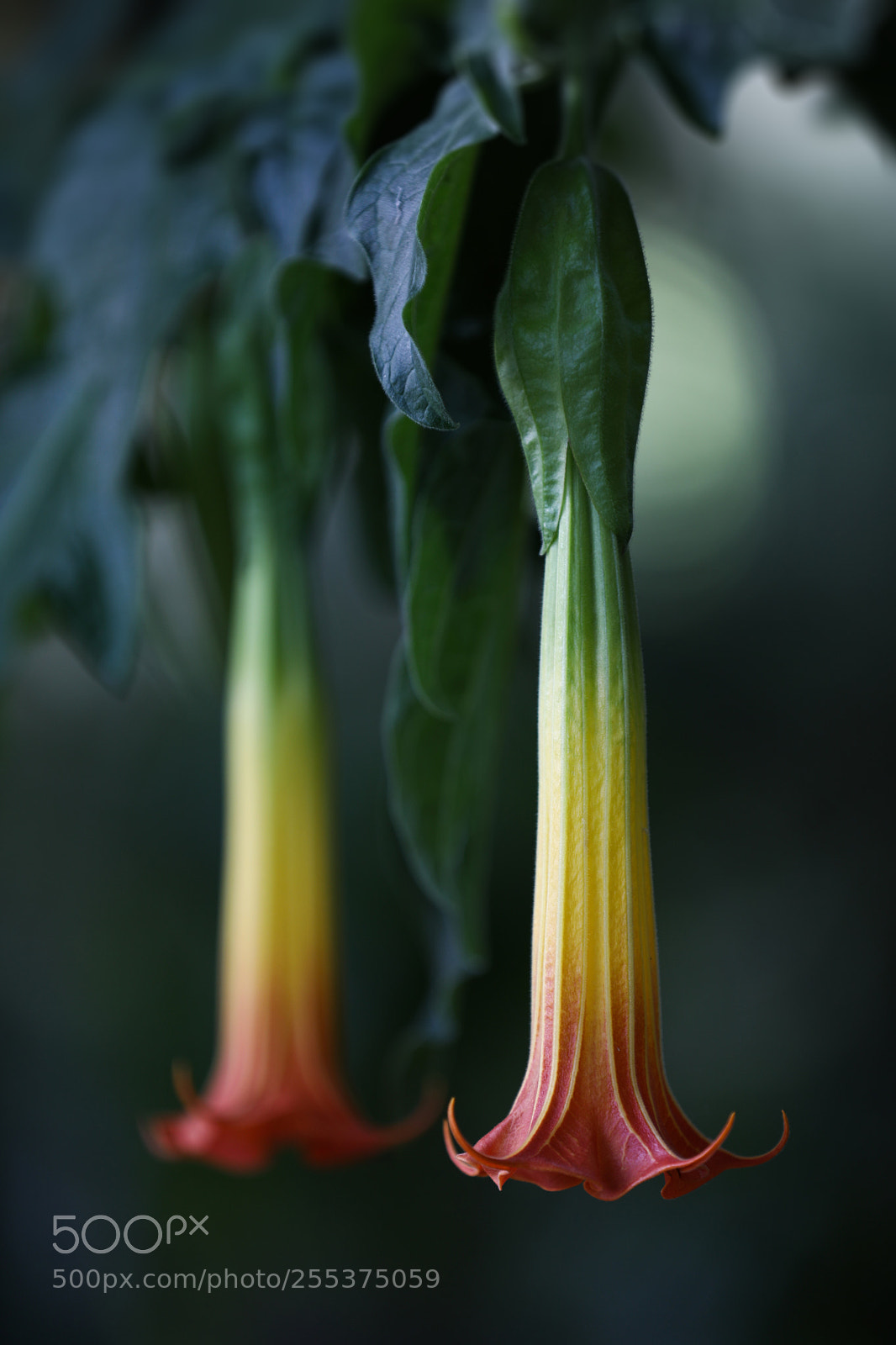 Canon EOS 5D Mark IV sample photo. Twins photography