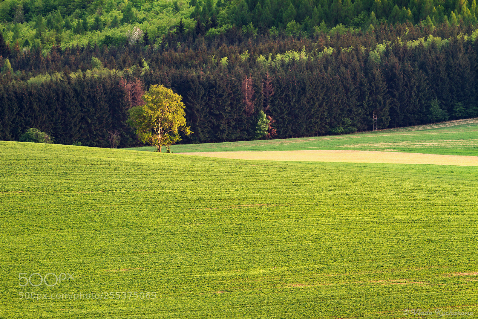 Canon EOS 7D sample photo. Green field photography