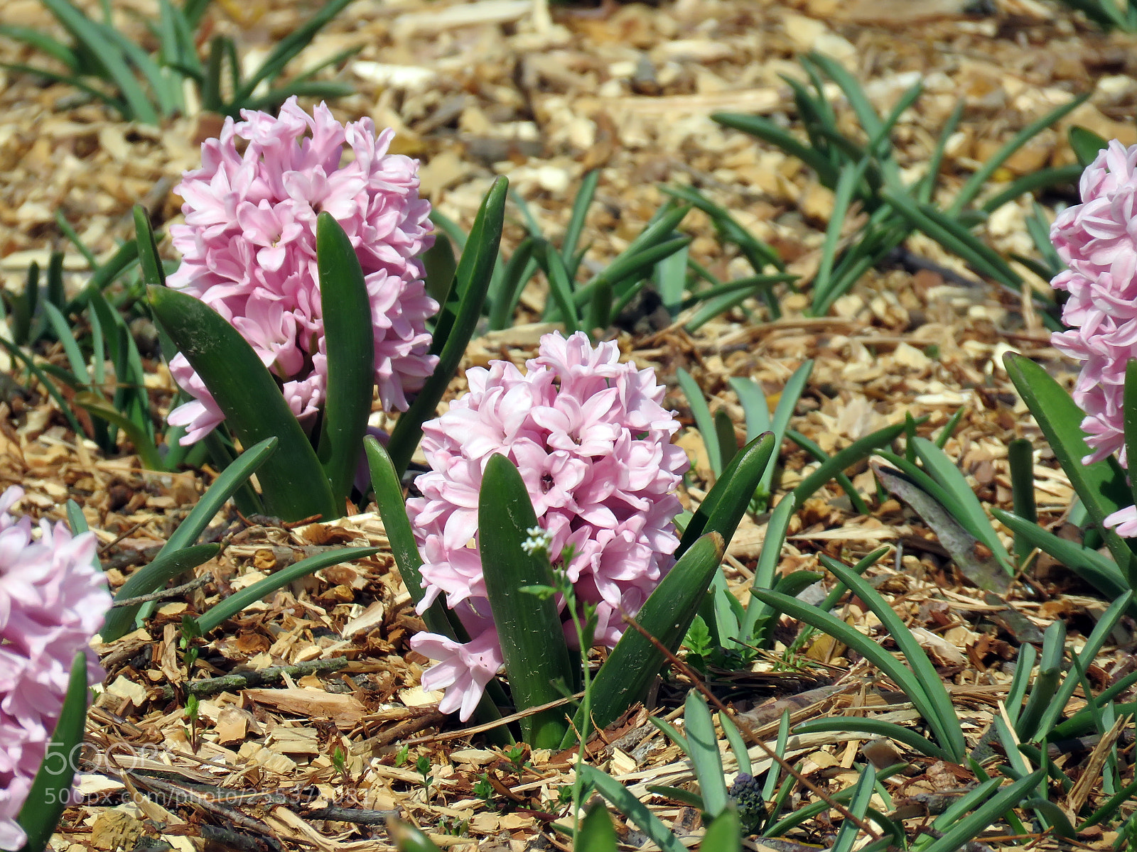 Canon PowerShot SX60 HS sample photo. Blooming beautiful flowers photography