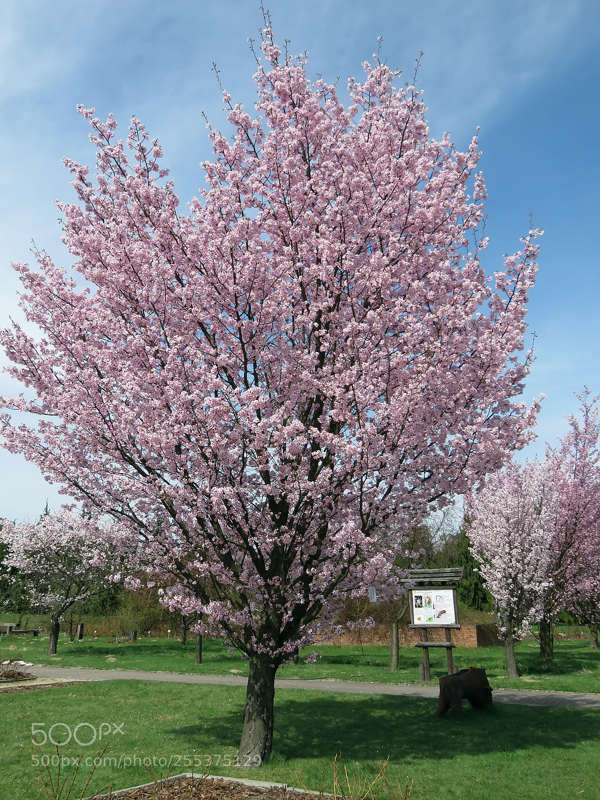 Canon PowerShot SX60 HS sample photo. Blooming sakura in a photography