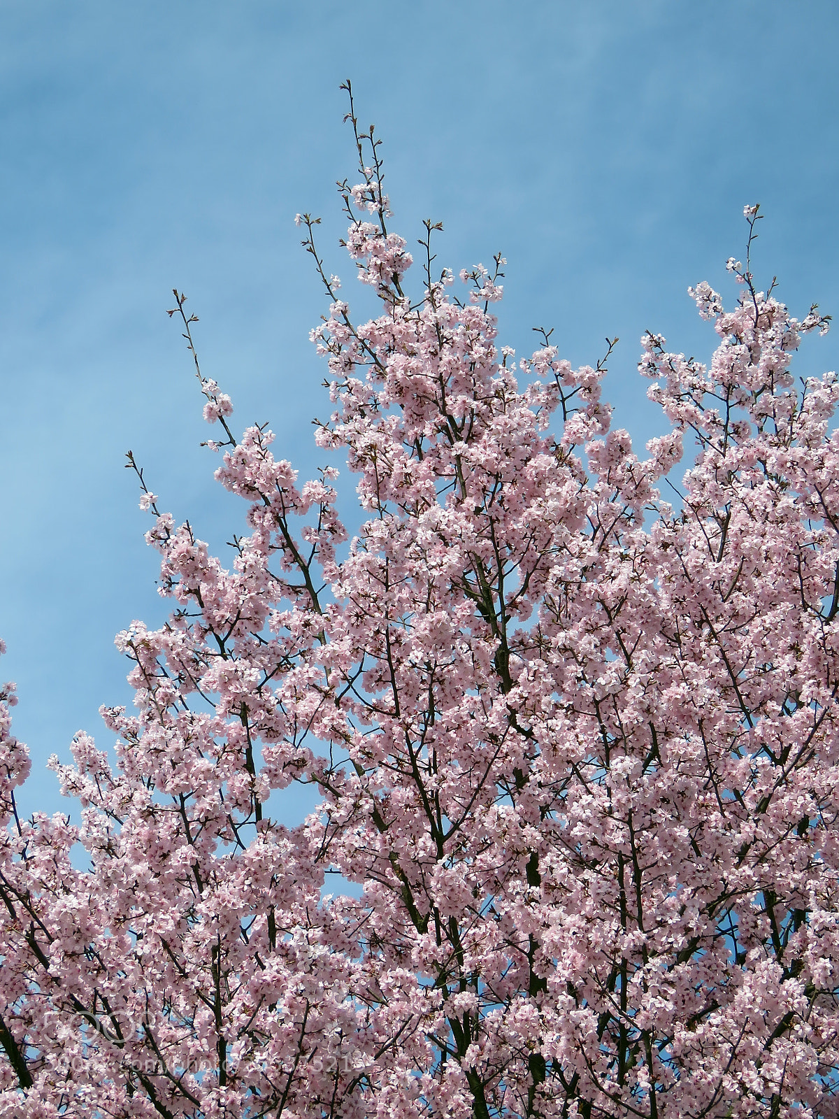 Canon PowerShot SX60 HS sample photo. Blooming sakura in a photography