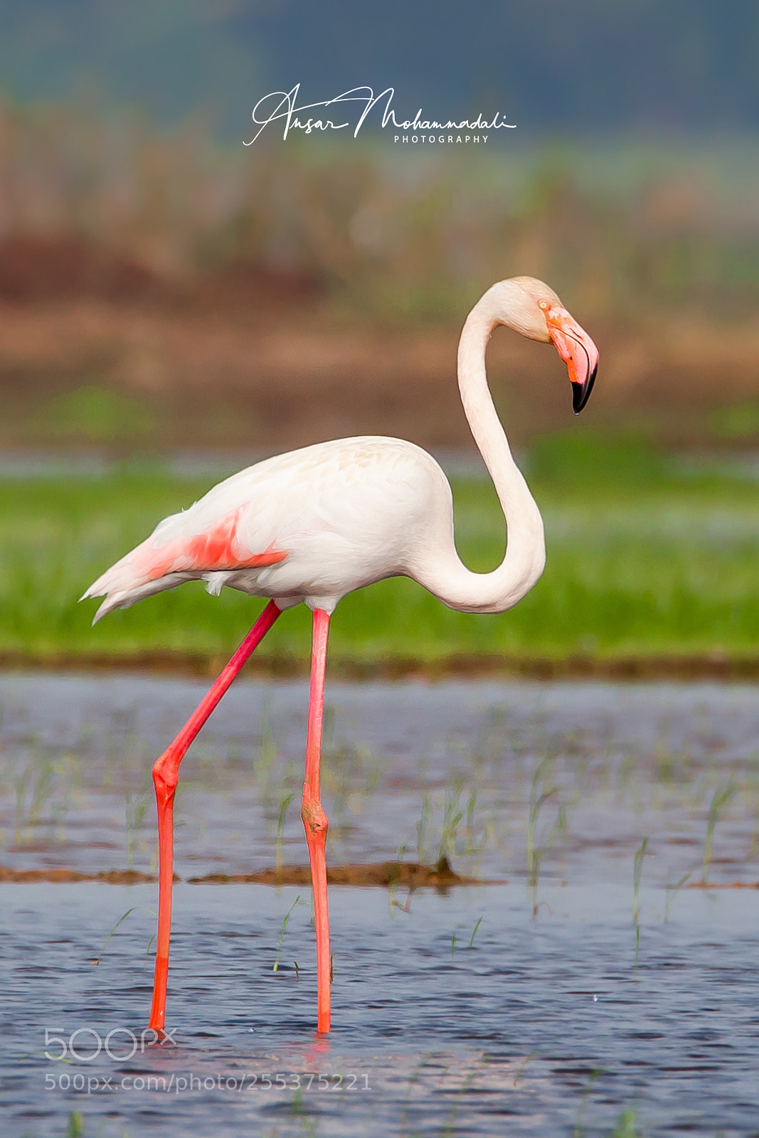 Canon EOS 5D Mark II sample photo. Greater flamingo photography