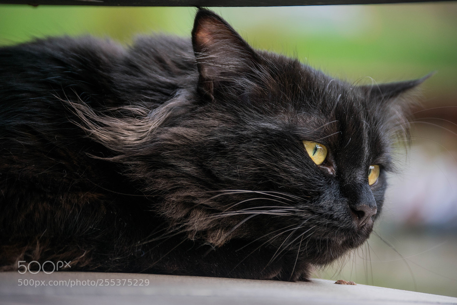Nikon D3300 sample photo. Ninja photography