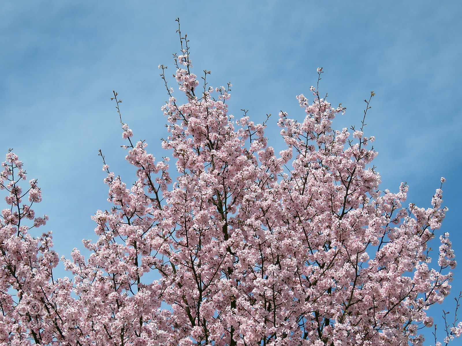 Canon PowerShot SX60 HS sample photo. Blooming sakura in a photography