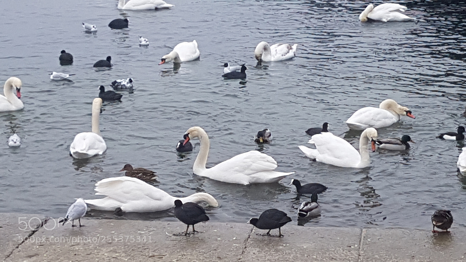 Samsung Galaxy S7 Edge sample photo. Swans in river photography