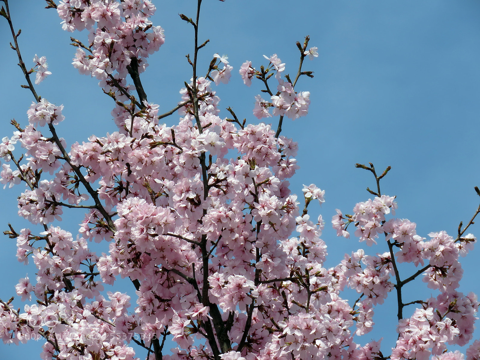 Canon PowerShot SX60 HS sample photo. Blooming sakura in a photography