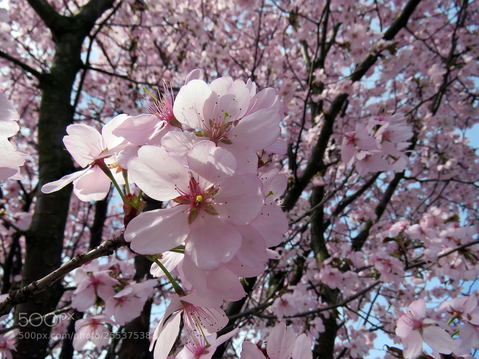 Canon PowerShot SX60 HS sample photo. Blooming sakura in a photography