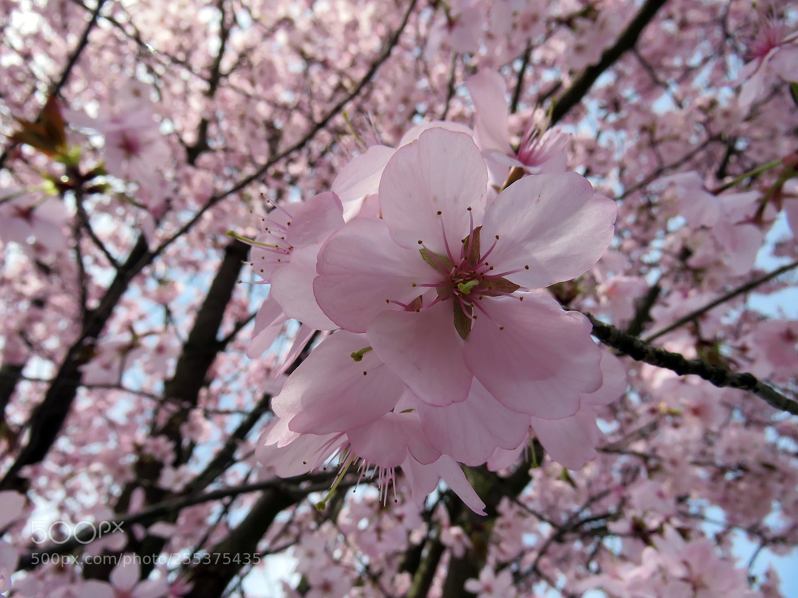 Canon PowerShot SX60 HS sample photo. Blooming sakura in a photography