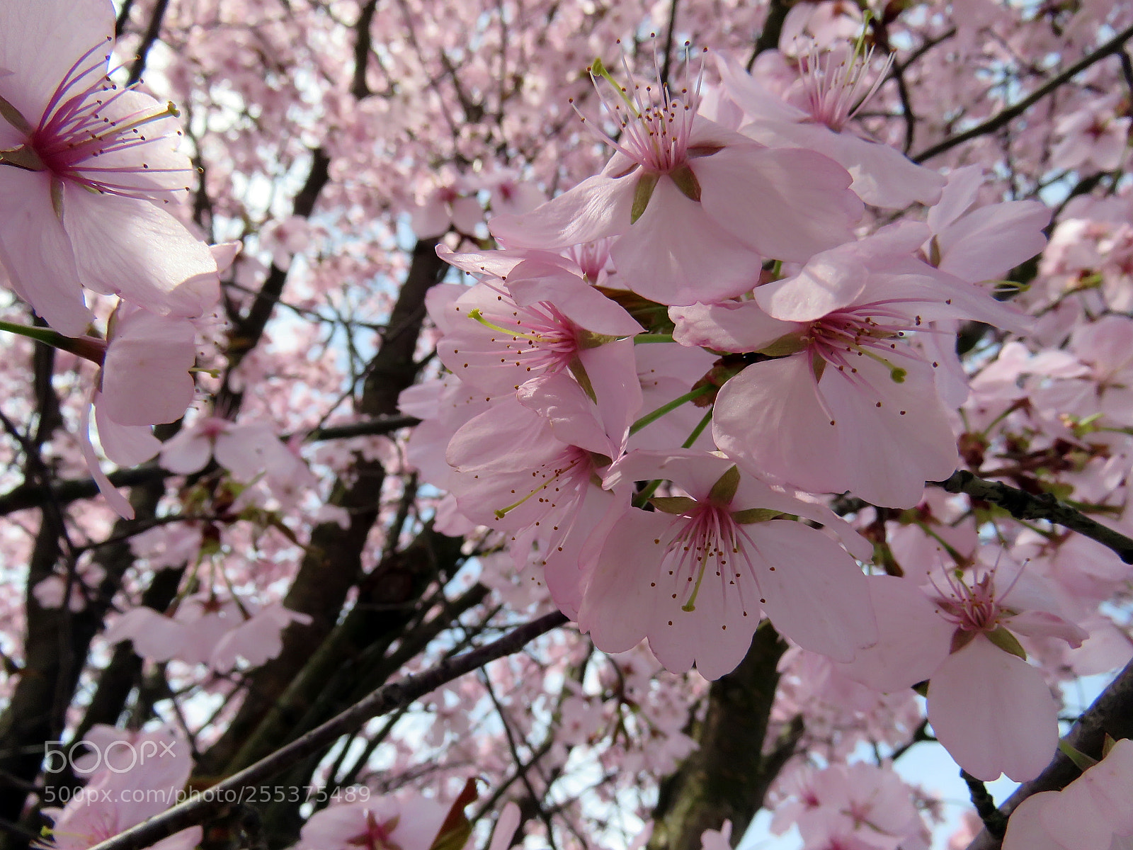 Canon PowerShot SX60 HS sample photo. Blooming sakura in a photography