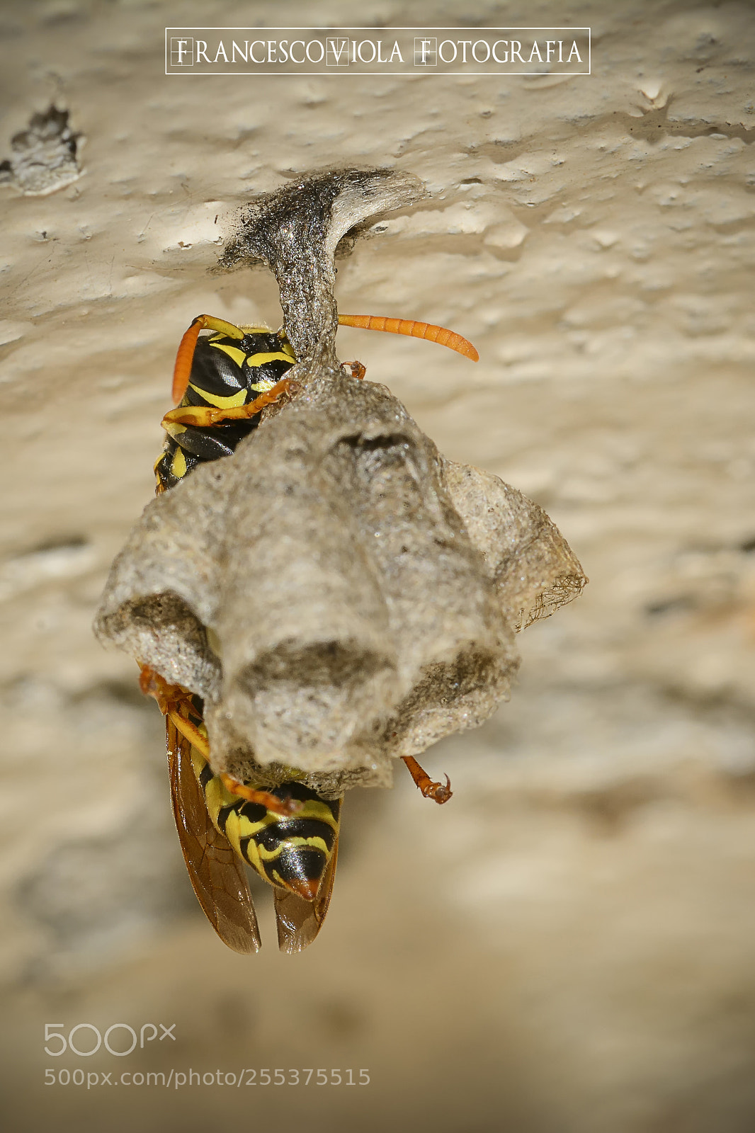 Nikon D7100 sample photo. Bee photography