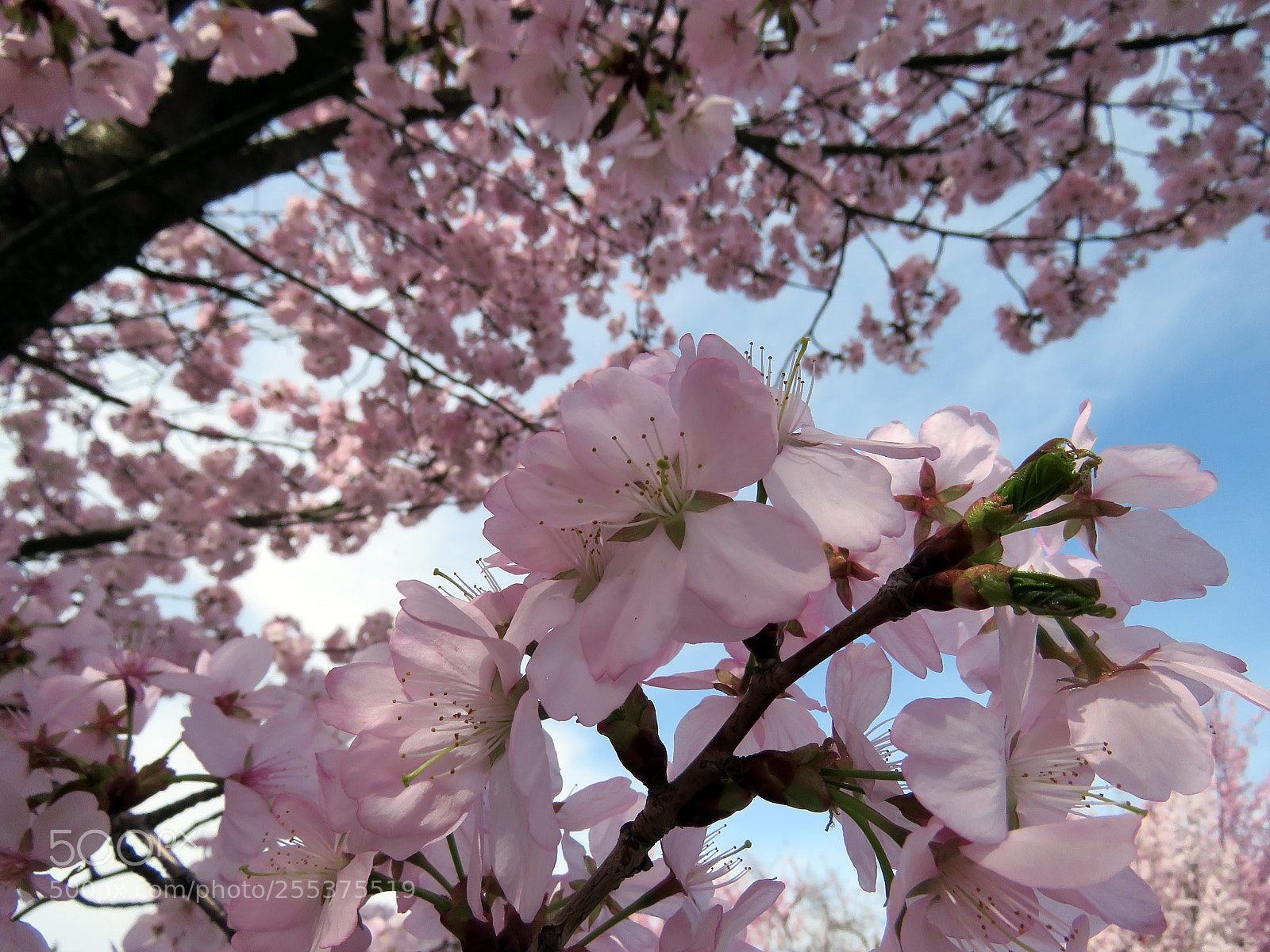 Canon PowerShot SX60 HS sample photo. Blooming sakura in a photography