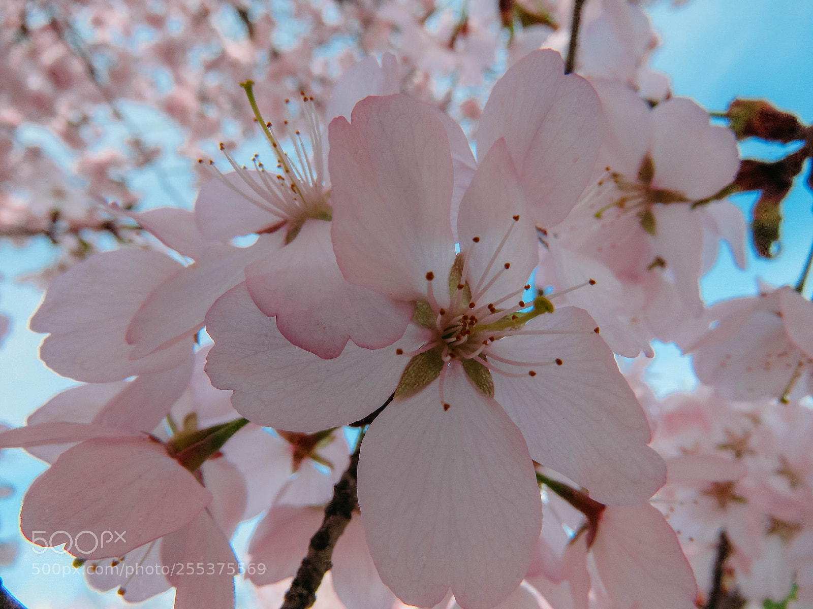 Canon PowerShot SX60 HS sample photo. Blooming sakura in a photography