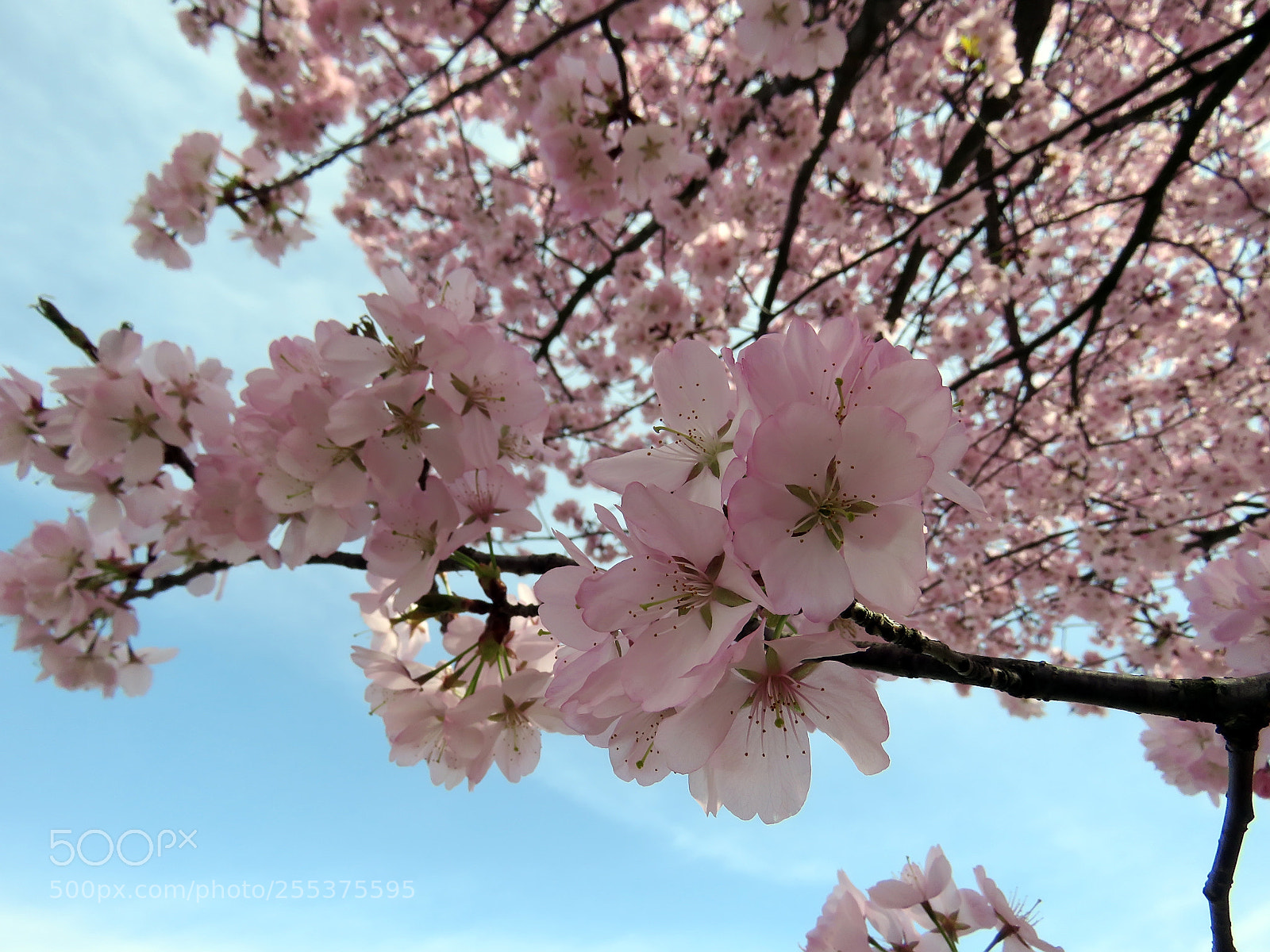 Canon PowerShot SX60 HS sample photo. Blooming sakura in a photography