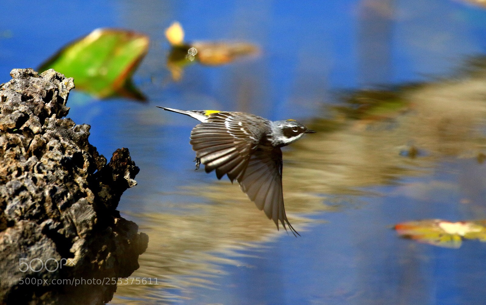 Canon EOS 7D Mark II sample photo. Fly photography