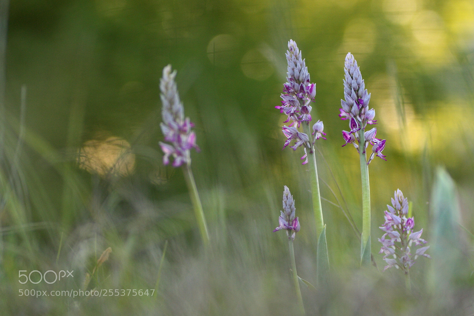 Canon EOS 40D sample photo. Orchis militaire photography