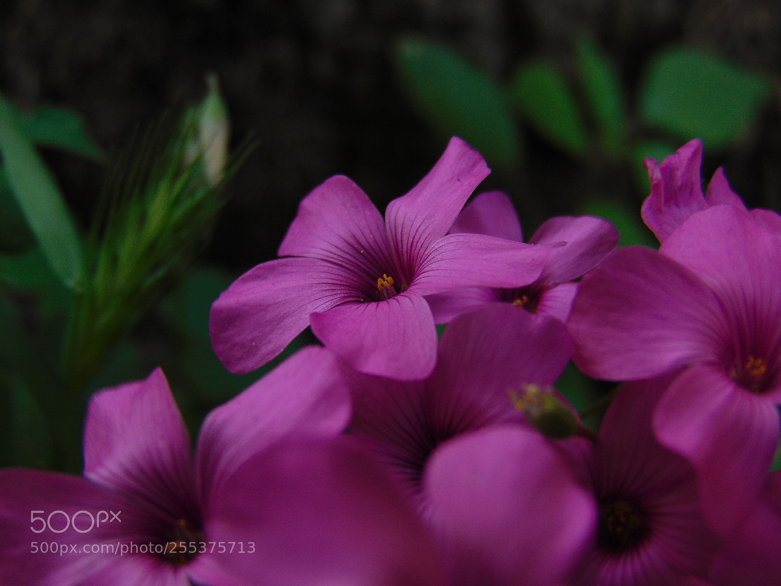 Sony Cyber-shot DSC-H300 sample photo. ˙trionfo˙ photography
