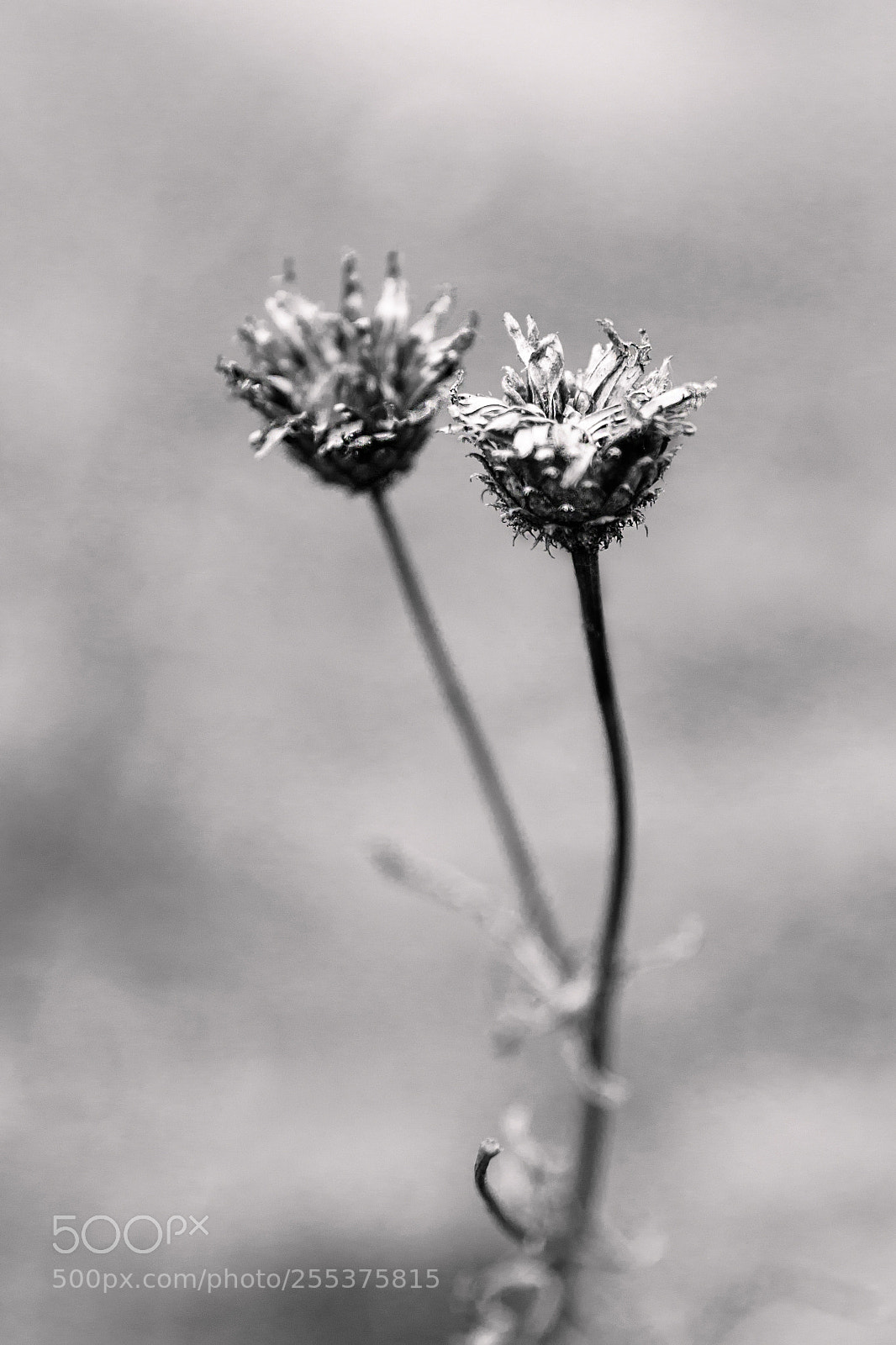 Nikon D7200 sample photo. Flower photography