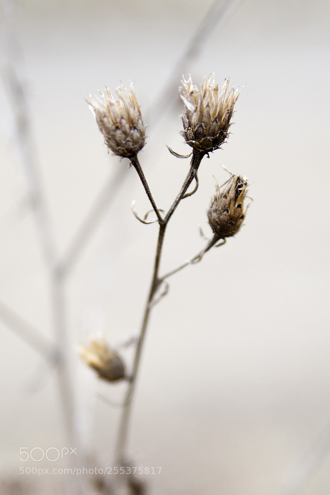 Nikon D7200 sample photo. Flower photography