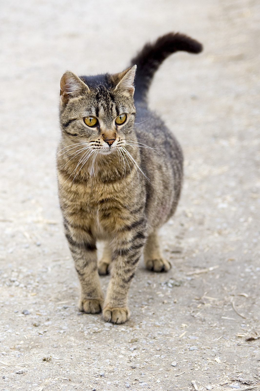 Nikon D7200 sample photo. Cat photography