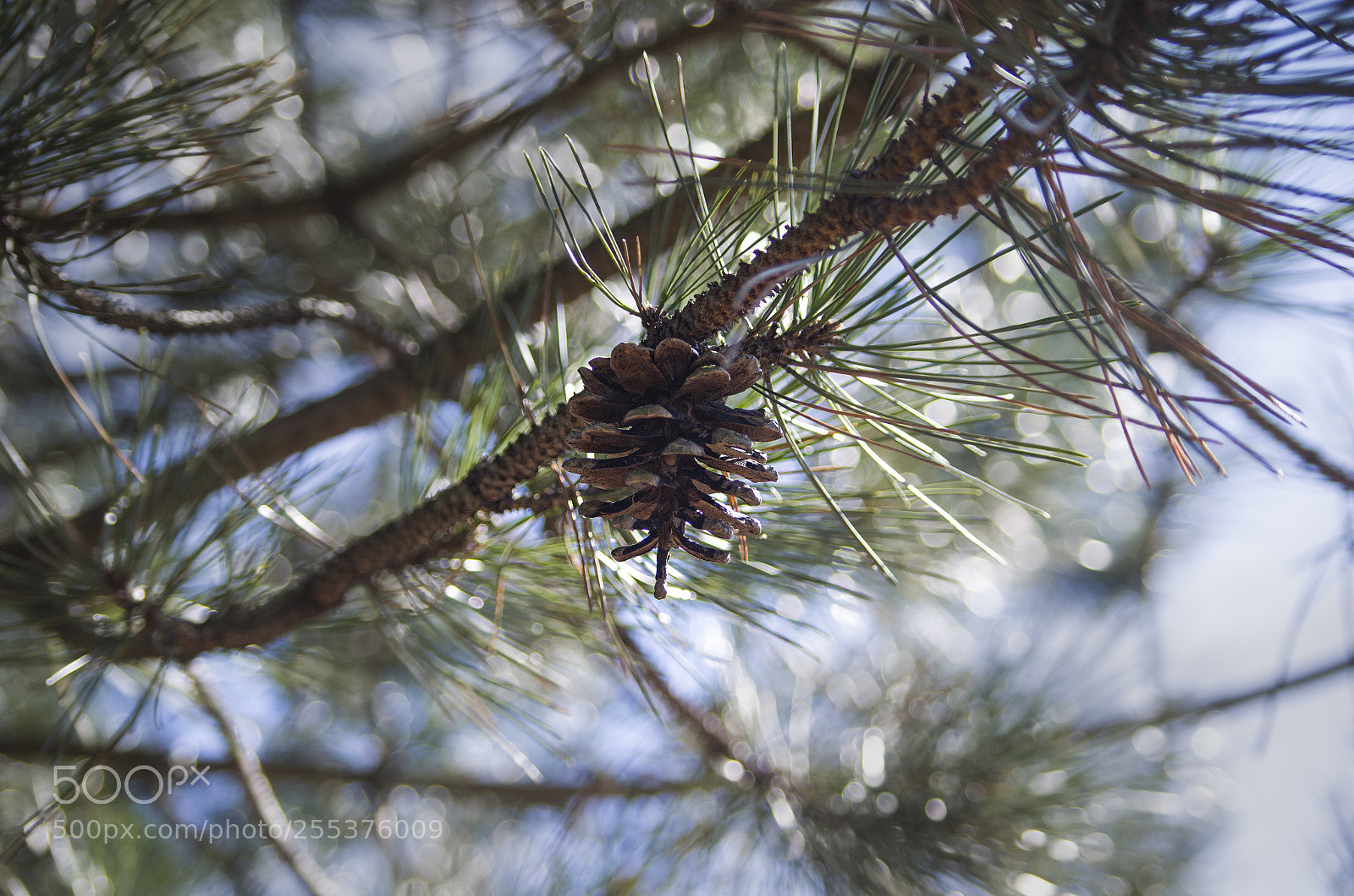 Pentax K-50 sample photo. Untitled photography