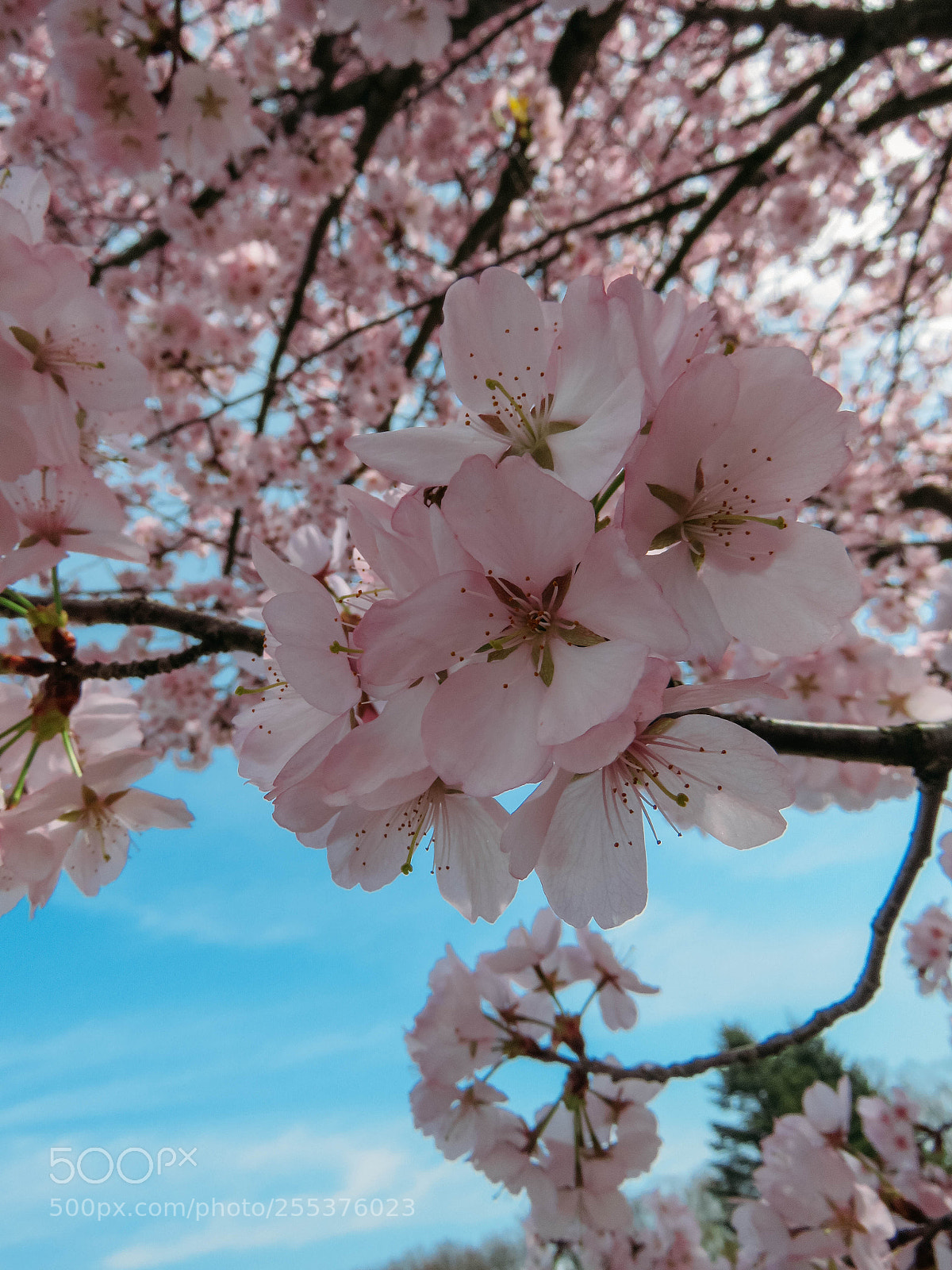 Canon PowerShot SX60 HS sample photo. Blooming sakura in a photography