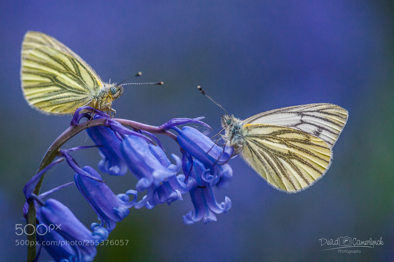 Nikon D700 sample photo. Bluebellsbutterflies photography