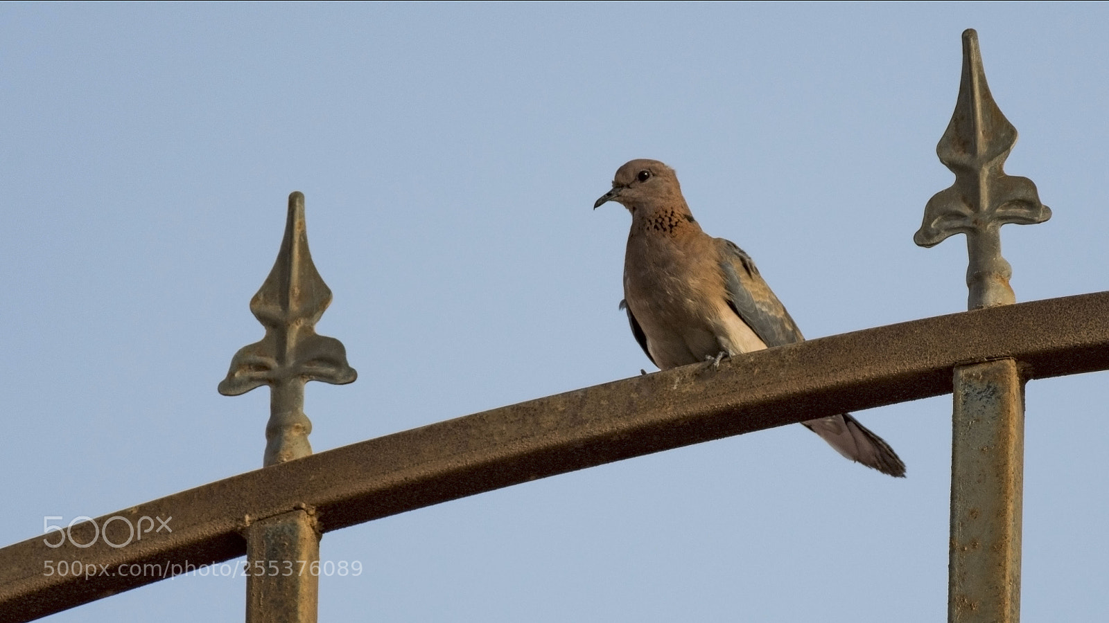 Nikon D500 sample photo. Statue-like photography