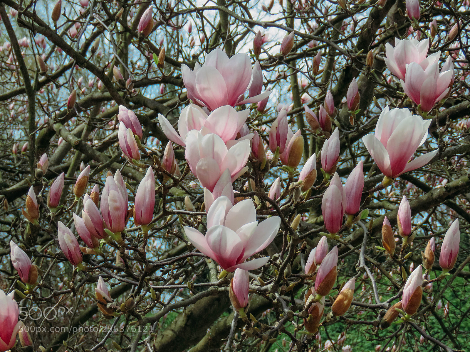 Canon PowerShot SX60 HS sample photo. Blooming magnolia in the photography