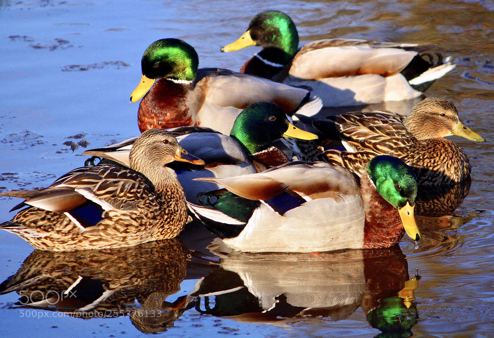 Canon EOS 50D sample photo. Reflection photography