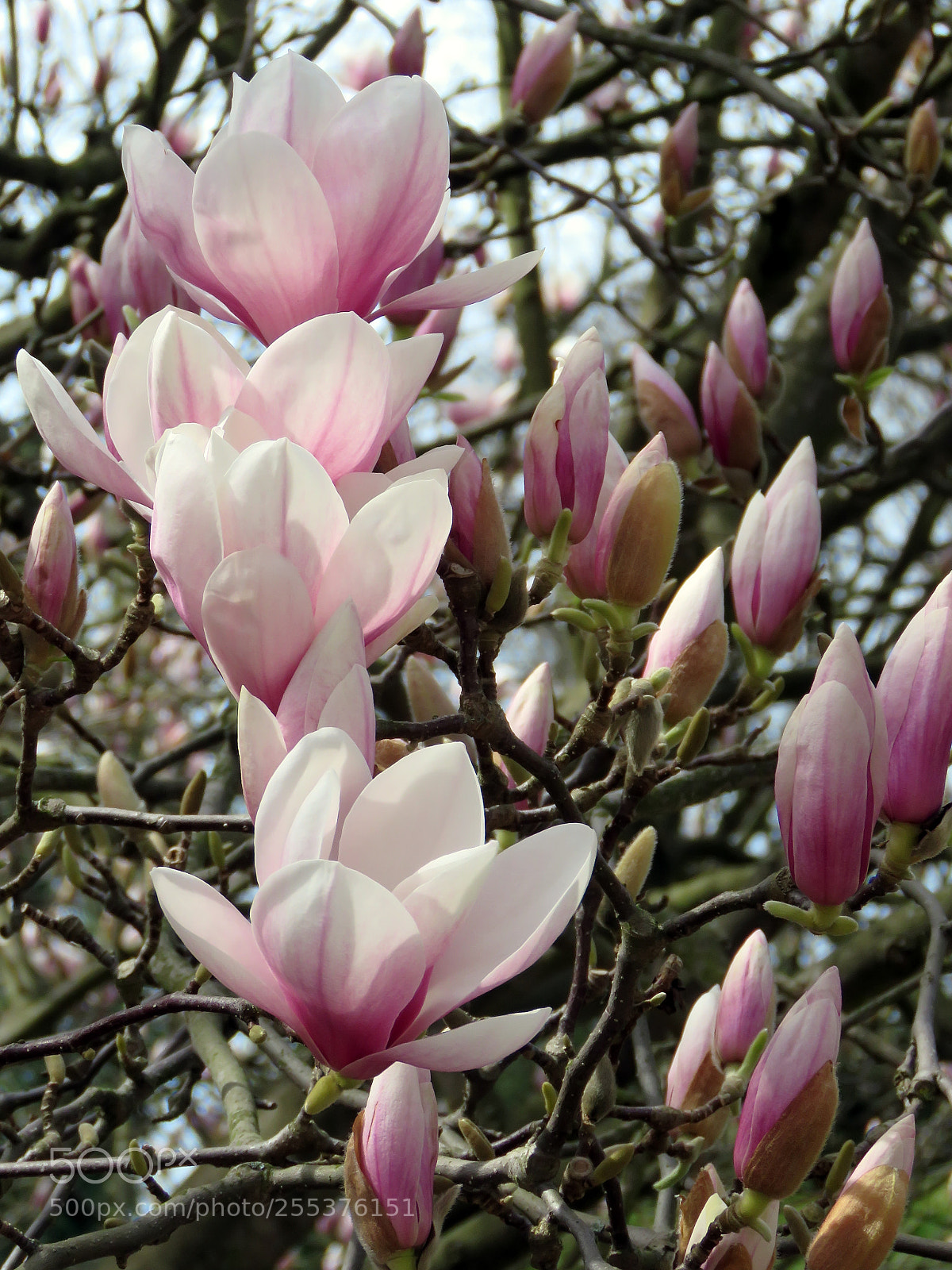 Canon PowerShot SX60 HS sample photo. Blooming magnolia in the photography