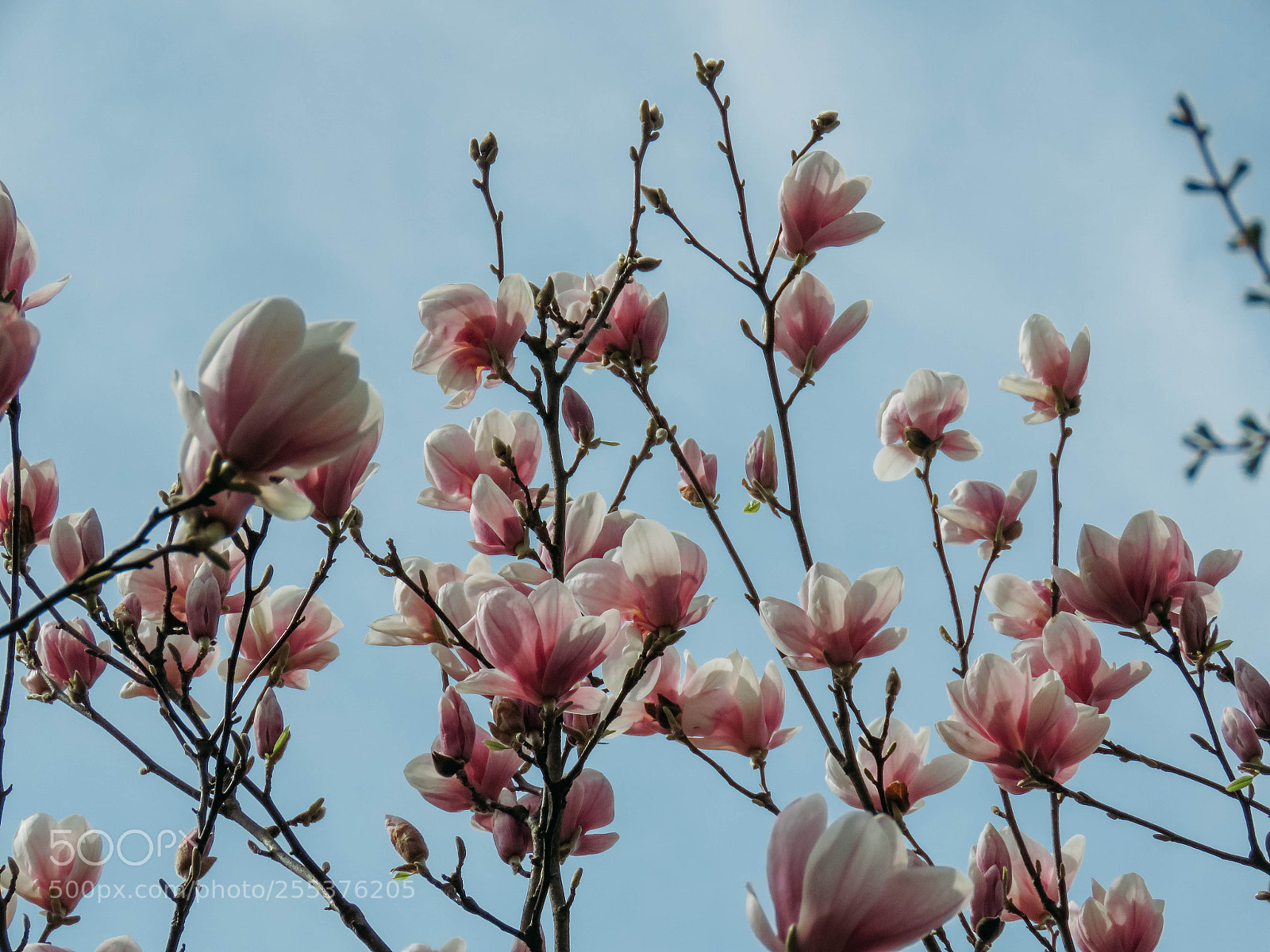 Canon PowerShot SX60 HS sample photo. Blooming magnolia in the photography