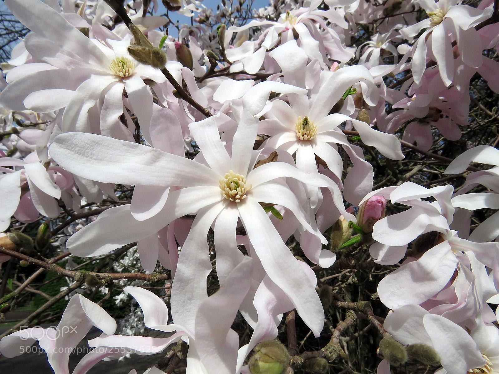 Canon PowerShot SX60 HS sample photo. Blooming magnolia in the photography