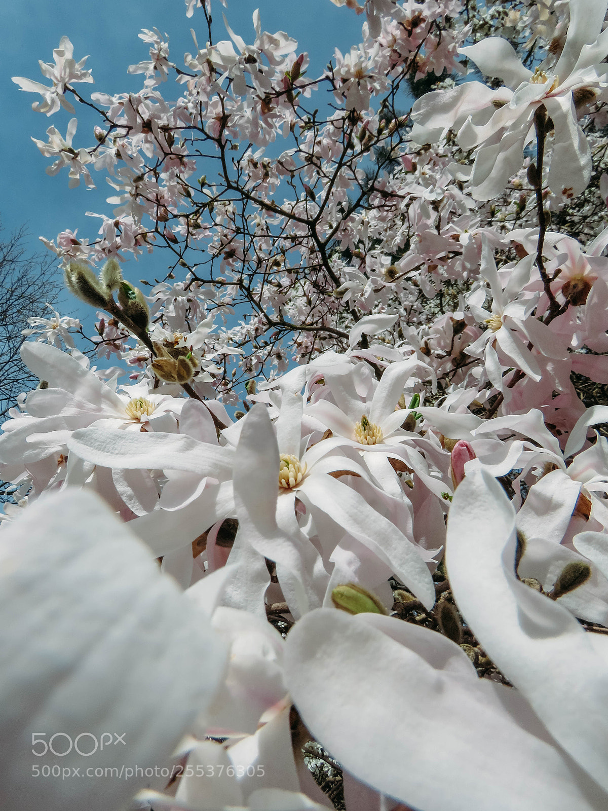 Canon PowerShot SX60 HS sample photo. Blooming magnolia in the photography