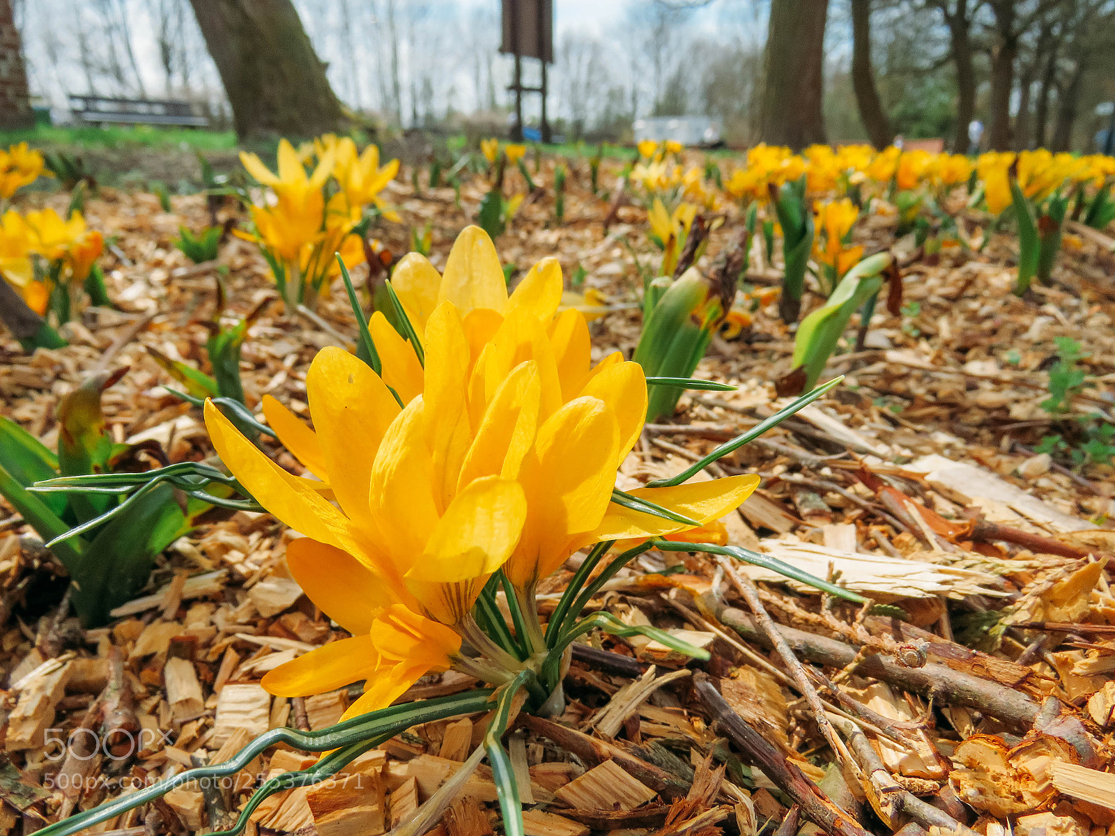 Canon PowerShot SX60 HS sample photo. Blossoming spring crocuses photography