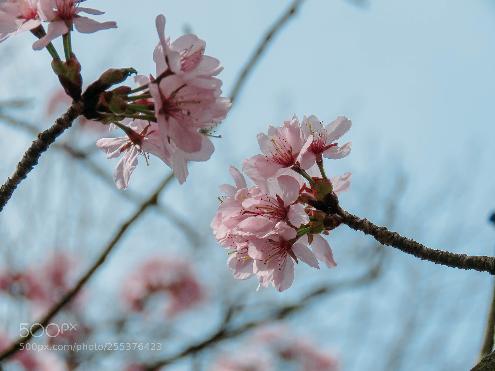 Canon PowerShot SX60 HS sample photo. Blooming sakura in a photography