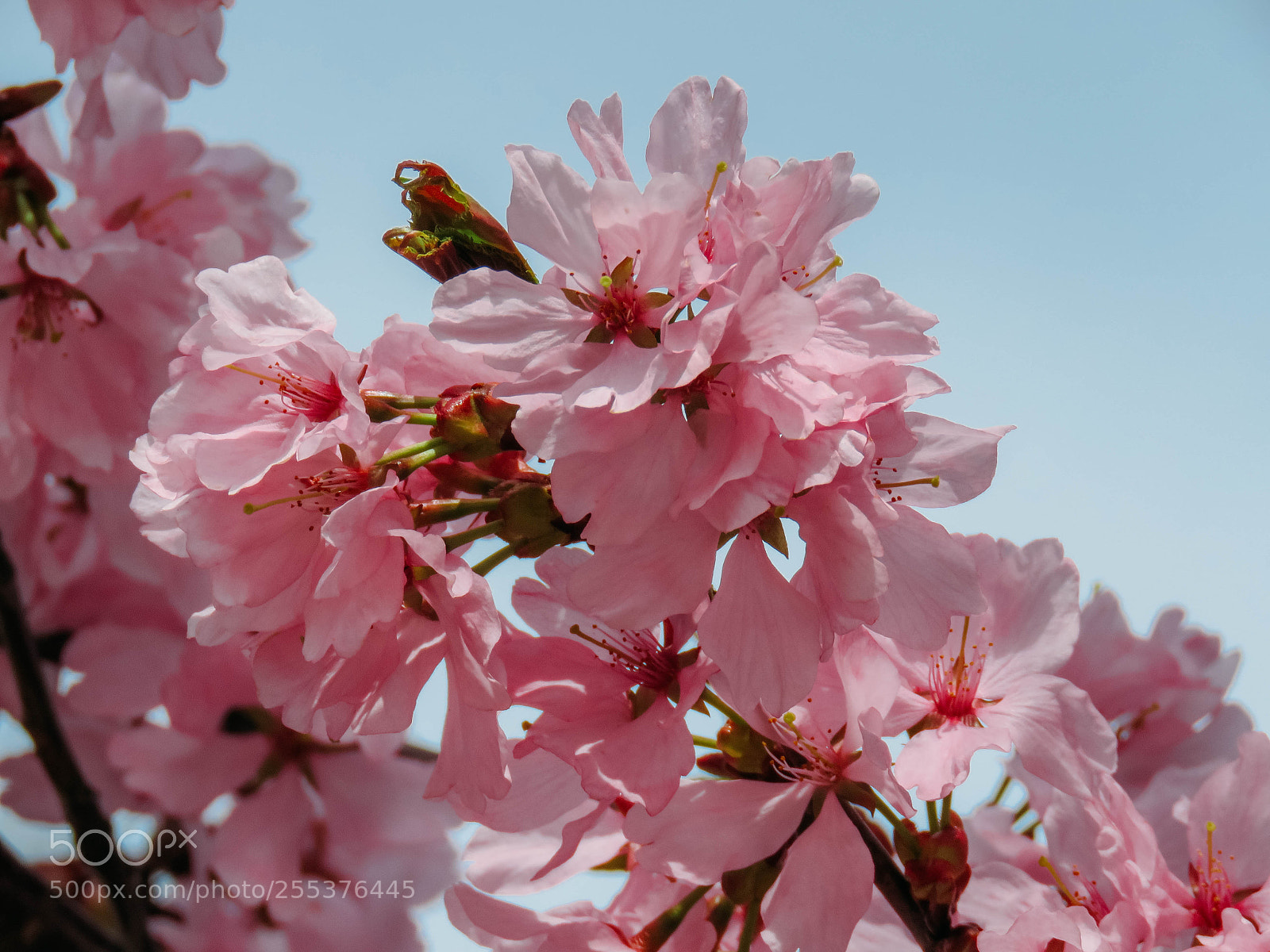 Canon PowerShot SX60 HS sample photo. Blooming sakura in a photography